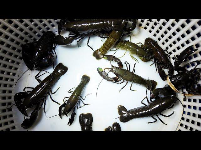 Catching  Black Yabbies In A Trout Stream