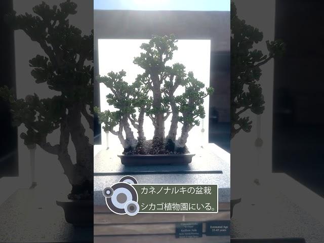 A Gollum jade #bonsai at the #chicagobotanicgarden on a September afternoon.
