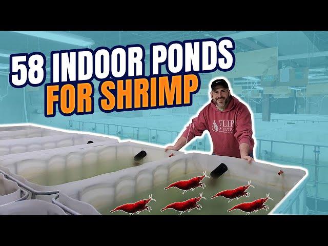 58 Indoor Ponds for Breeding Freshwater Shrimp [10,000+ Gallons]