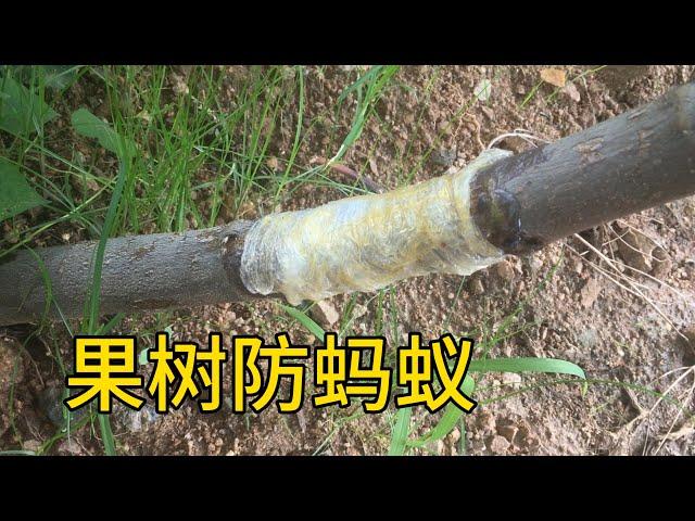 不到2元錢，果樹上的螞蟻蚜蟲一招搞定！果期防治螞蟻 #gardening #figs #無花果