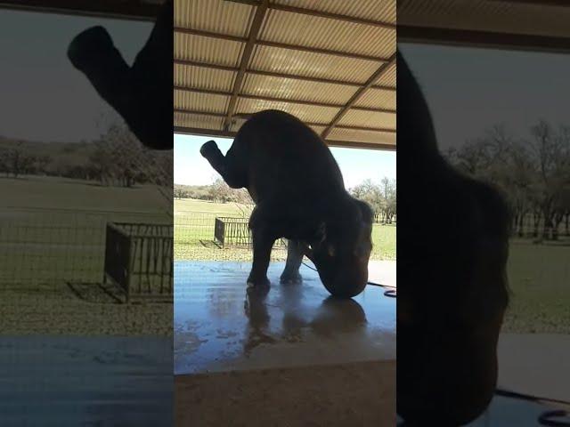 Ever Saw A Elephant Do A Handstand ? |tiktok