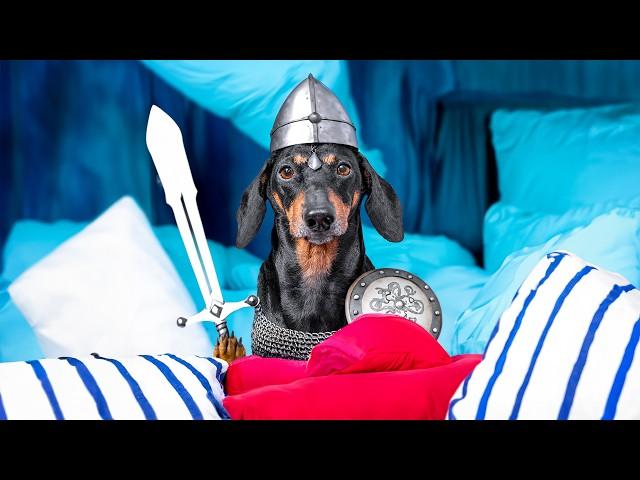 The Lord of the Pillow Fort! Cute & funny dachshund dog video!