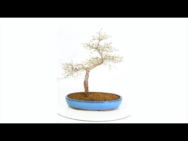 OD893 - Majestic European Larch Bonsai (Deciduous State)