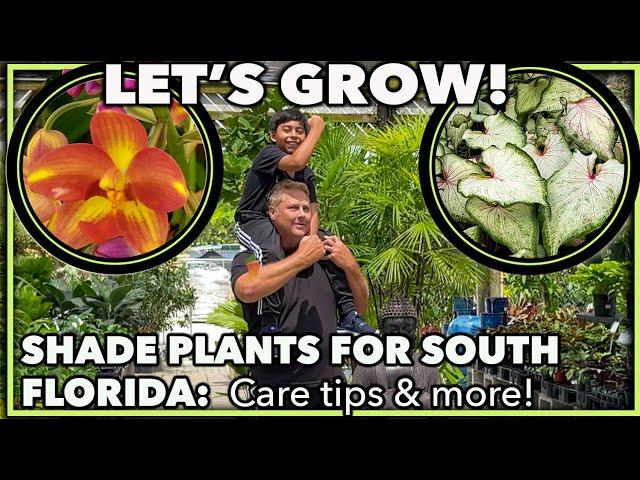 BEST SHADE PLANTS FOR SOUTH FLORIDA GARDEN