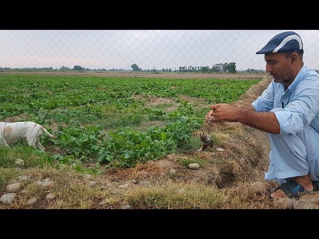 Quail Hunting With Net In Pakistan | Part 25 | Fateh Jang Tv