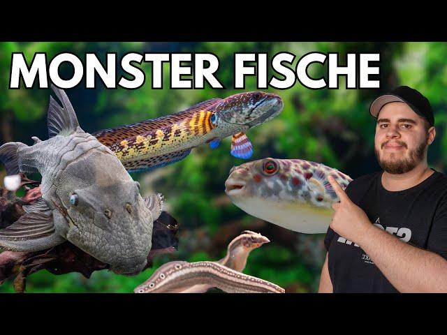 Monster Fische in der ZOOBOX!