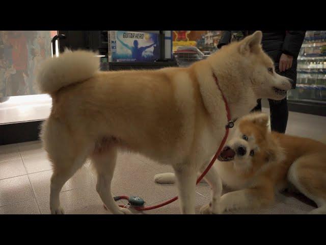 AKITA DOG "SANGO" with his friend "YUMIKO" in italian small town