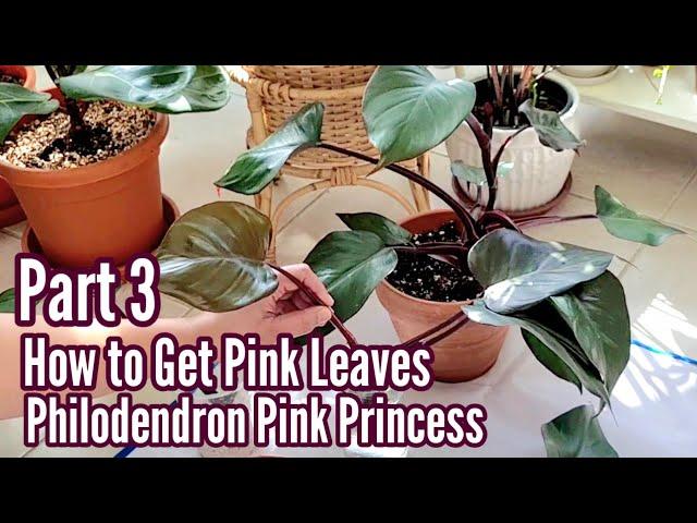 Part 3: How to Get Pink Leaves - Philodendron Pink Princess | Propagation Result