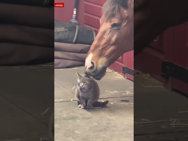 Horses Licking Cats | #shorts #entertainment