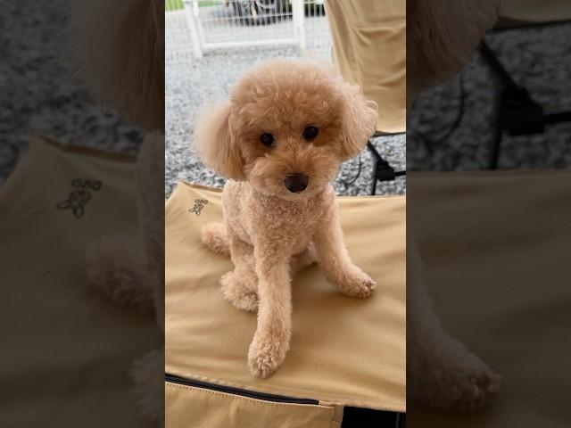 캠핑 온 살구️ #강아지 #토이푸들 #강아지브이로그 #캠핑 #poodle #반려견