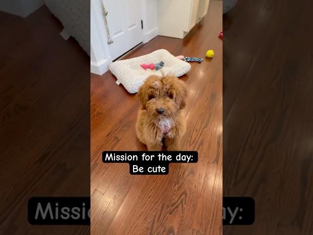 Completed today’s mission #cute #cutepuppy #dogshorts