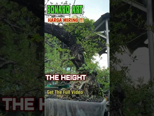 Bonsai Adventure Bonaro Art The Height @therisingofroninbonsai #shorts