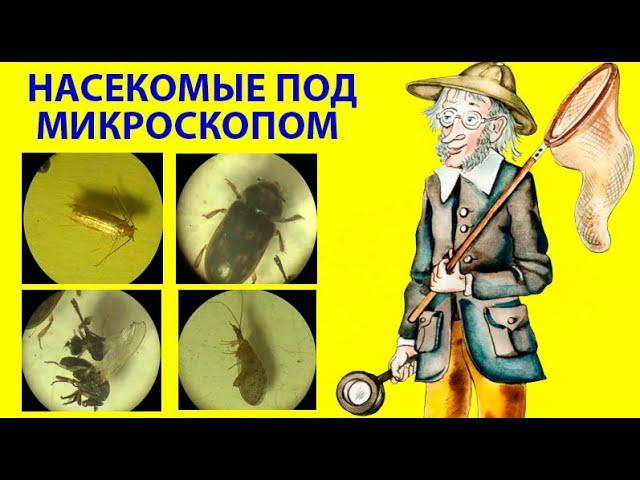 Какие Насекомые Летят на Свет Лампы? Под Микроскопом: Моли, Жуки, Клопы, Мокрецы, Комары, Цикадки.