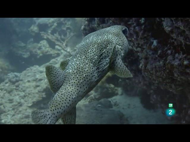 El mar arábigo: Los defensores del arrecife | Grandes Documentales