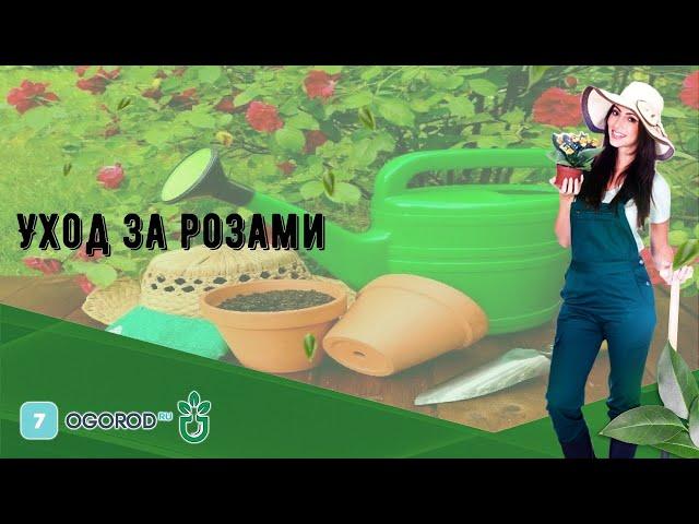 Уход за розами