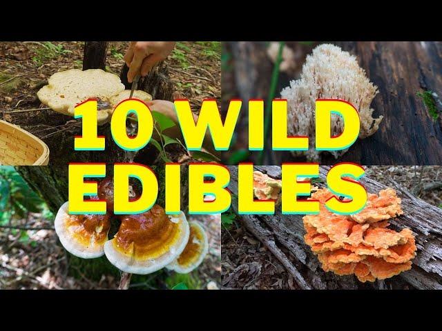 Foraging 10 Summer Wild Edibles! Chicken of the Woods, Reishi Mushroom, Ramps North Carolina