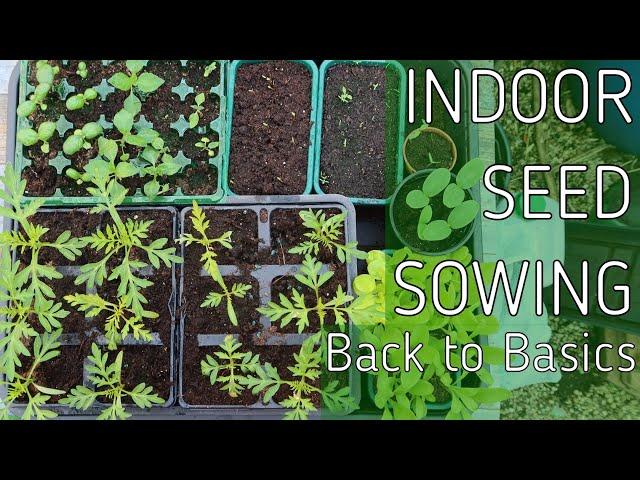 Back To Basics - Indoor Seed Sowing 101