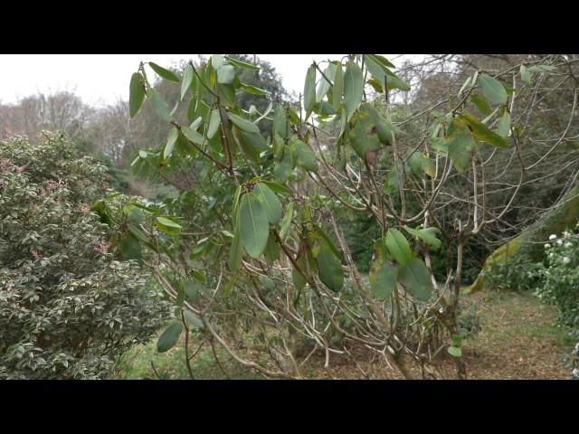 Pruning trees - Burncoose Nurseries