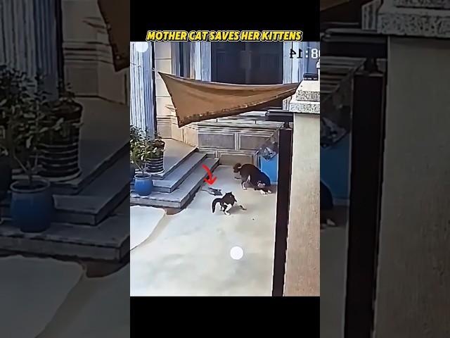 cat vs dog #trending #animals #wildlife #youtubeshorts #youtube #cat #dog #kitten #viralshort#shorts