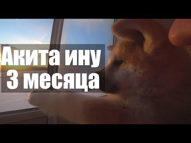 Акита ину 3 месяца. Первая неделя дома.