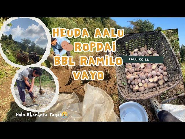 Village Vlog Life||Heuda Aalu Ropdai||Pani Parera Tanab||Ashray vlogs||Support & subscrib