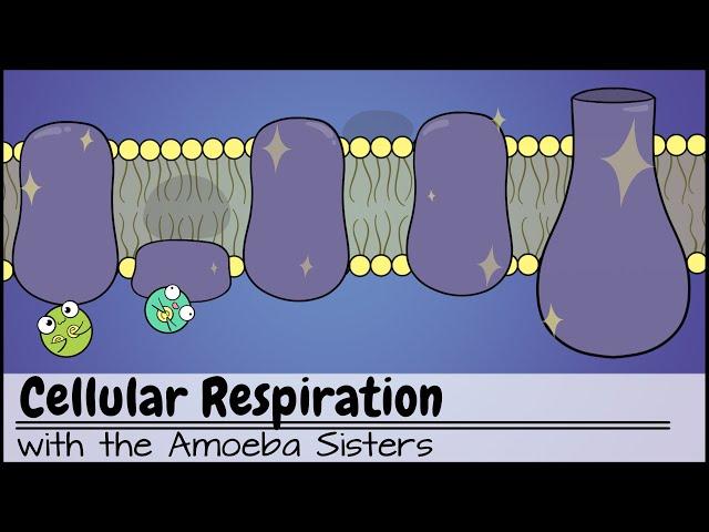 Cellular Respiration (UPDATED)