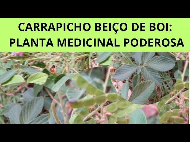 CARRAPICHO BEIÇO DE BOI (DESMODIUM ADSCENDENS): PLANTA MEDICINAL PODEROSA!