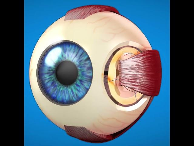 Dr. Imran - Göz anatomiyası #doctor #eyes