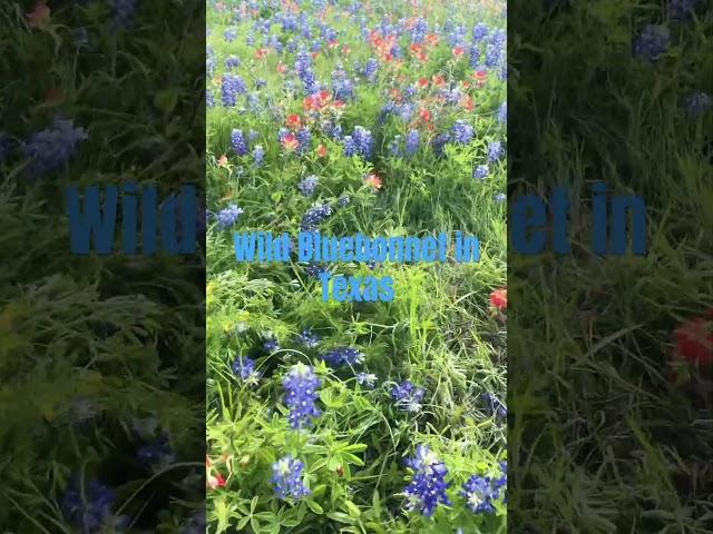 Beautiful bluebonnet in Brenham Texas