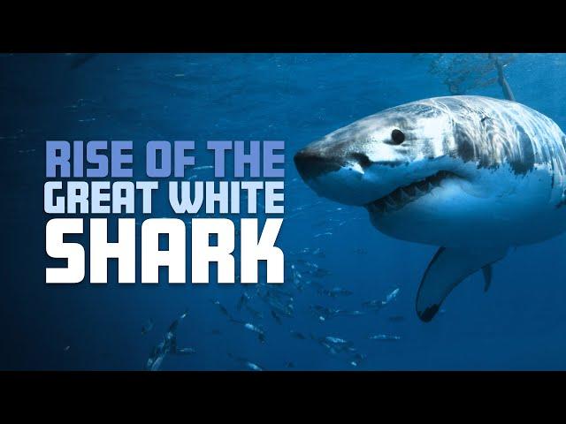 Rise of the Great White Shark | 4K |