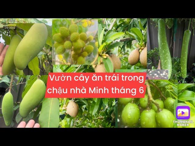 Tham quan vườn cây ăn trái trồng trong chậu nhà Helen tháng 6 đủ loại thấy mê .