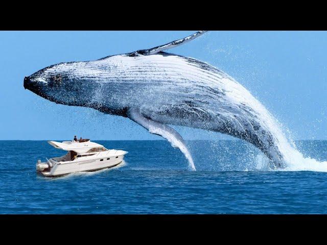 10 Craziest Animal Attacks In History