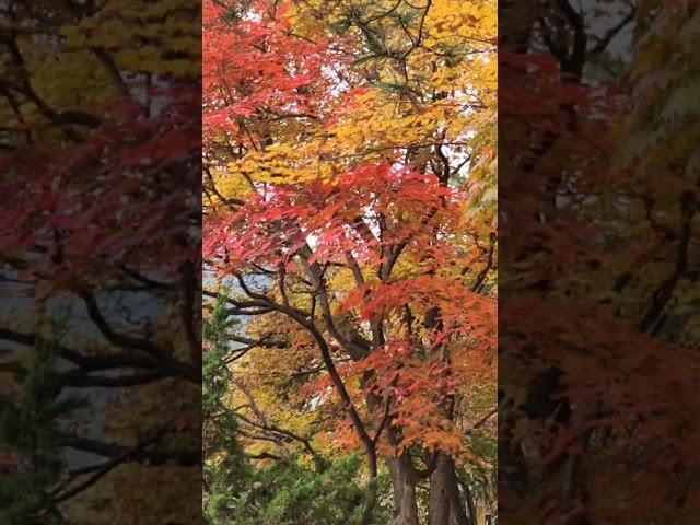 #청평 #우리동네 #단풍