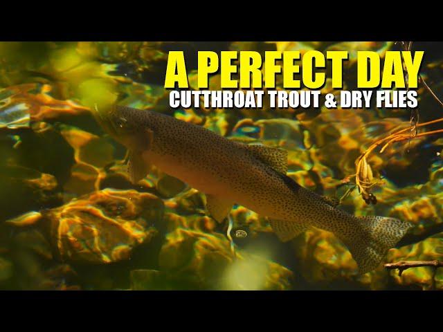 (Fly Fishing)  A Perfect Day - Cutthroat Trout & Dry Flies. Joy in Cutthroat Trout Back Country