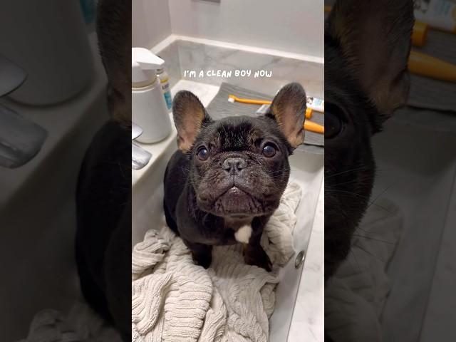 Cute french bulldog puppy’s shower time routine  #frenchbulldog #frenchie #dog #shorts #puppy
