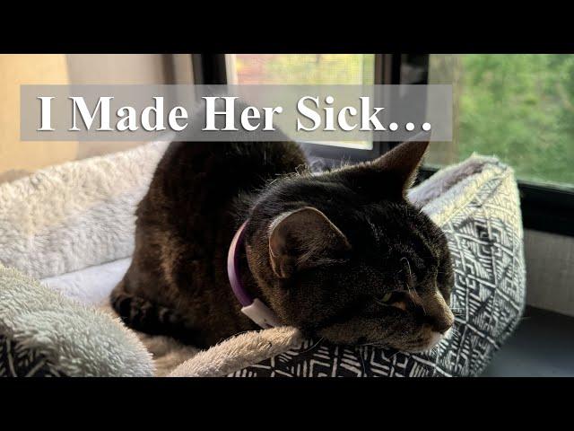 I Made My Cat Sick — What I Learned (and Changed)