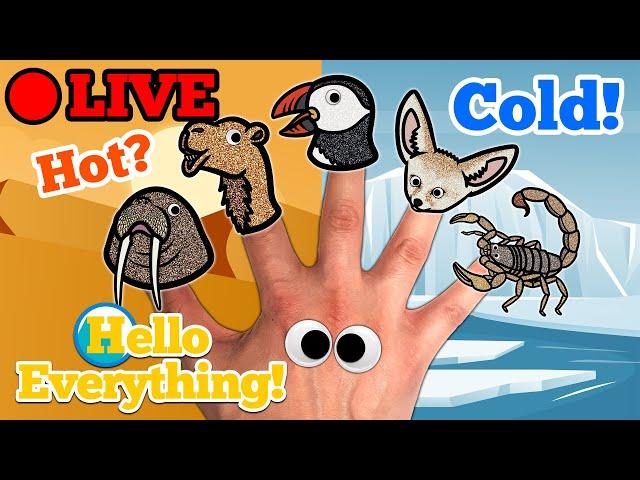  Hello Everything!  Live Stream | Finger Family Nursery Rhymes & Animation