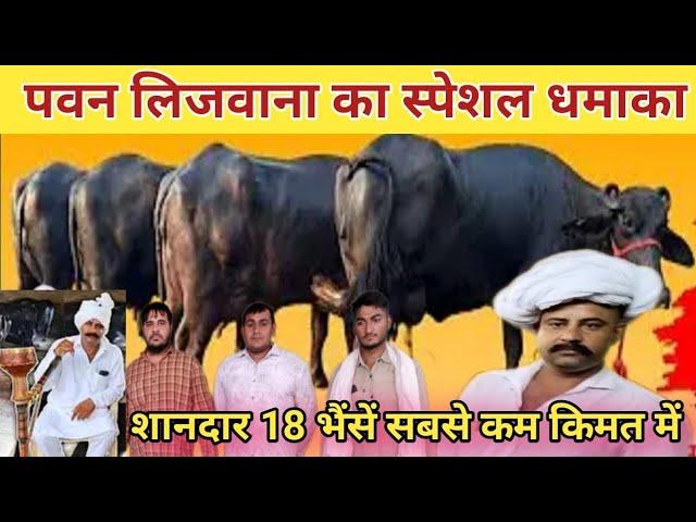 पवन लिजवाना का स्पेशल धमाकाPawan lajwana dairy farm,Rudra choudhary dairy farm,ajay bindroli,farming