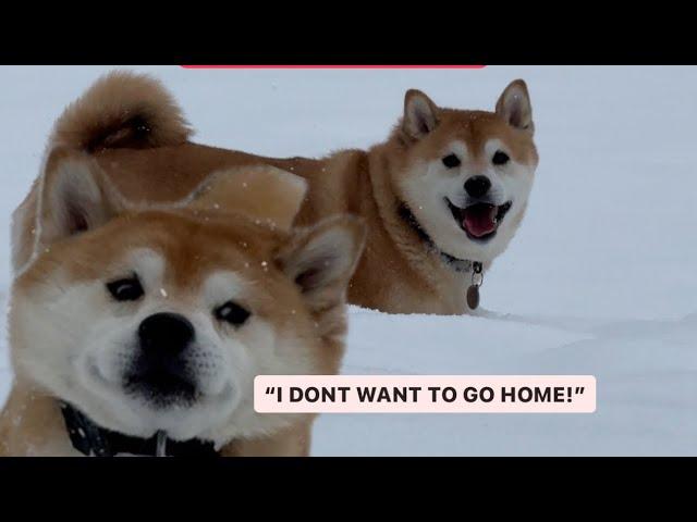 Shiba Running Around in Deep Snow - Snow Day!