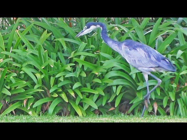 HERON SHOWS OFF ITS EPIC HUNTING SKILLS