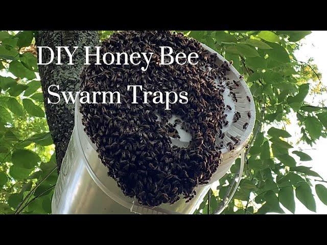 Catch Free Honey Bees! : DIY Honey Bee Swarm Traps