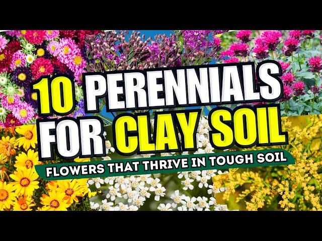  CLAY SOIL? NO WORRIES! Top 10 Perennial Flowers That THRIVE in Tough Soil! 