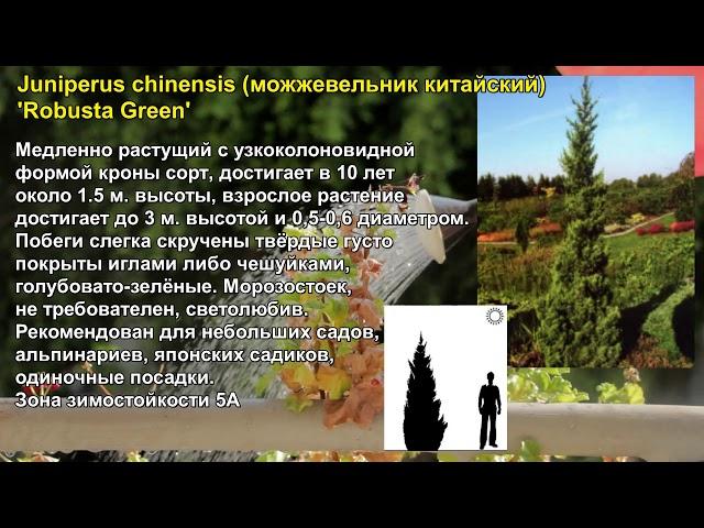 "Робуста Грин" 'Robusta Green' Juniperus chinensis (можжевельник китайский).