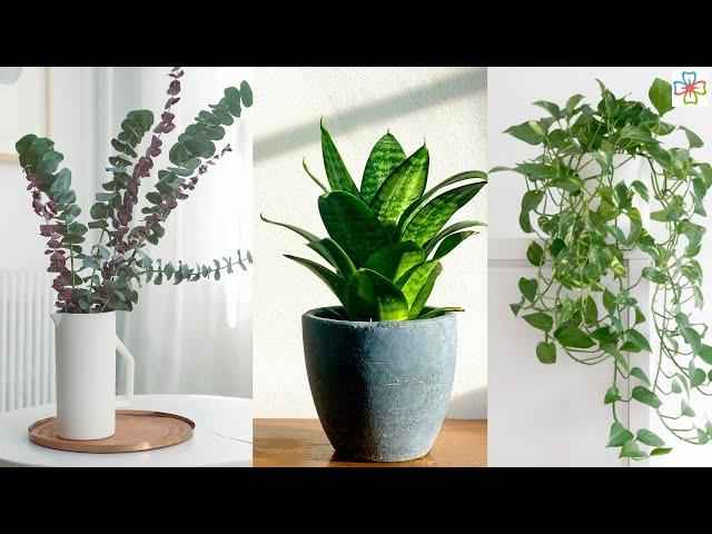 11 Houseplants to Improve Your Mental Health (According to Science)