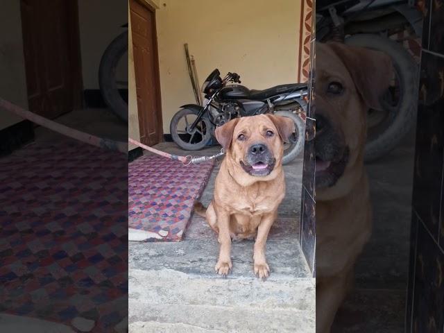 dog barking loudly sound effect || adarsh Tiwari vlog || best dog sound || #viral #dailyshorts #dog