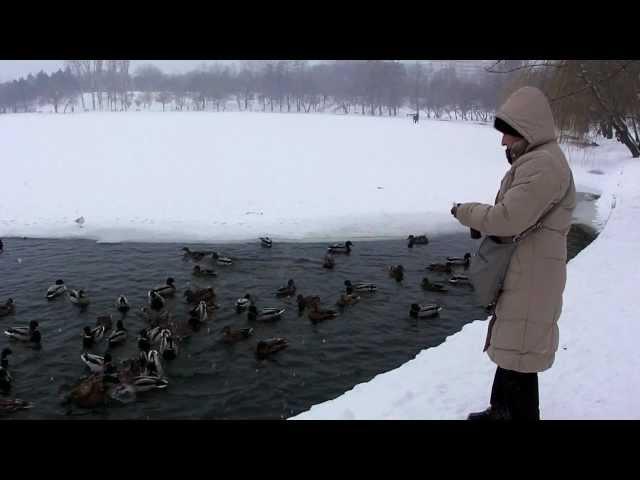 Lady and ducks in winter