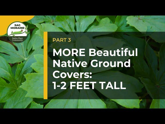 MORE Native Ground Covers! LOW PLANTS (1-2 feet tall) to Suppress Weeds