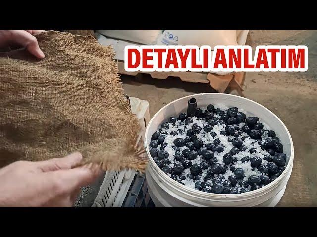 Kovada Taş Baskı Salamura Zeytin Nasıl Yapılır ? Garanti Tarif | Emine'nin Köy Mutfağı