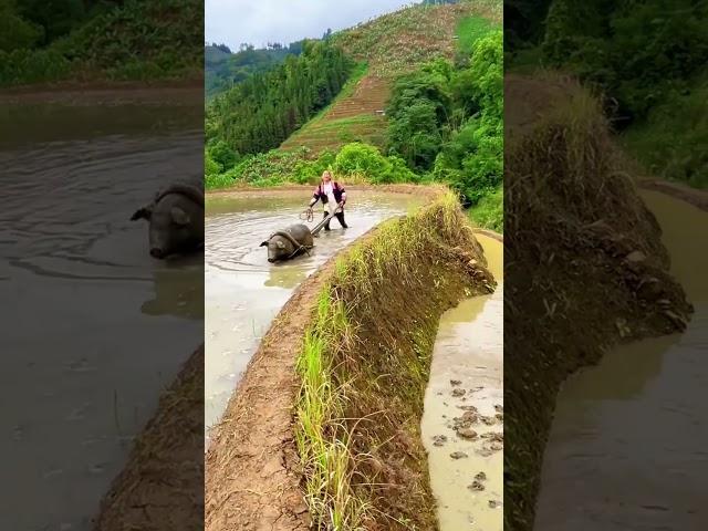 Black pigs plowing the fields for the first time and transplanting rice Healed by rural life