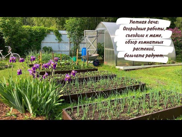 Уютная дача: Огородные работы, съездили к маме, обзор комнатных растений, бельчата радуют.